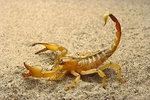 skorpion 