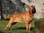 Bloodhound