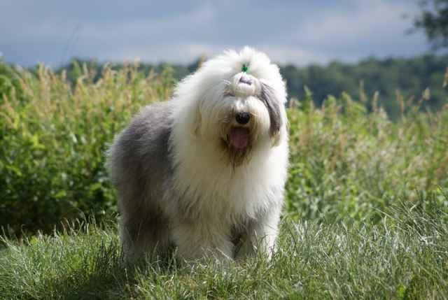 OWCZAREK STAROANGIELSKI BOBTAIL