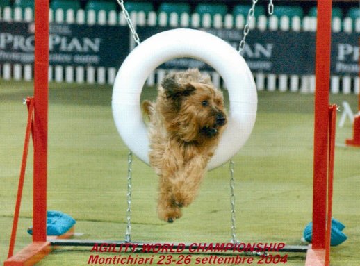 fiesta_mistrzostwa_swiata_agility.jpg