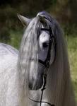 koń andaluzyjski
