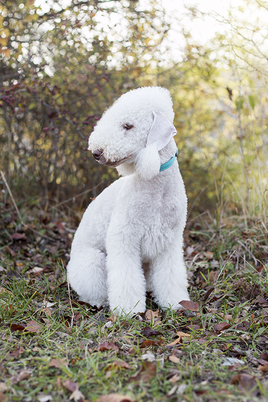 Bedlington terrier 