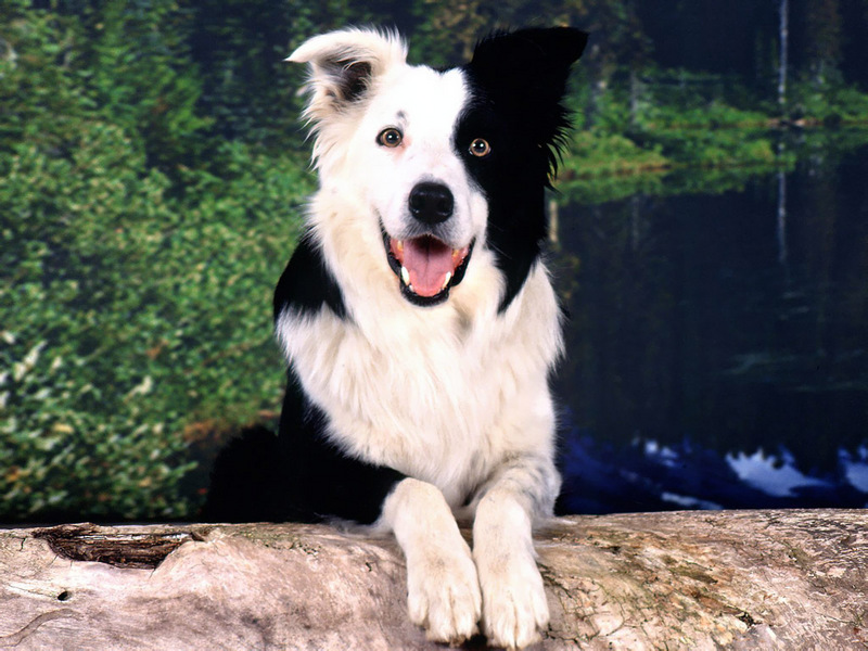 Border-Collie-Wallpaper-dogs-5313780-800-600.jpg