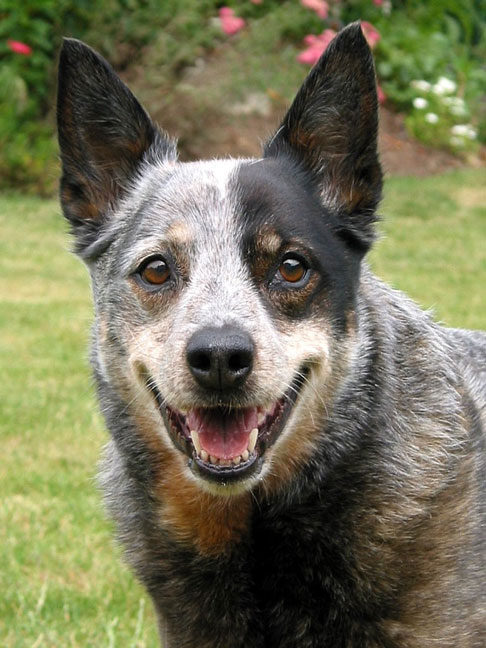 australian_cattle_dog.jpg