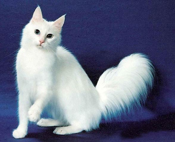 Angora turecka