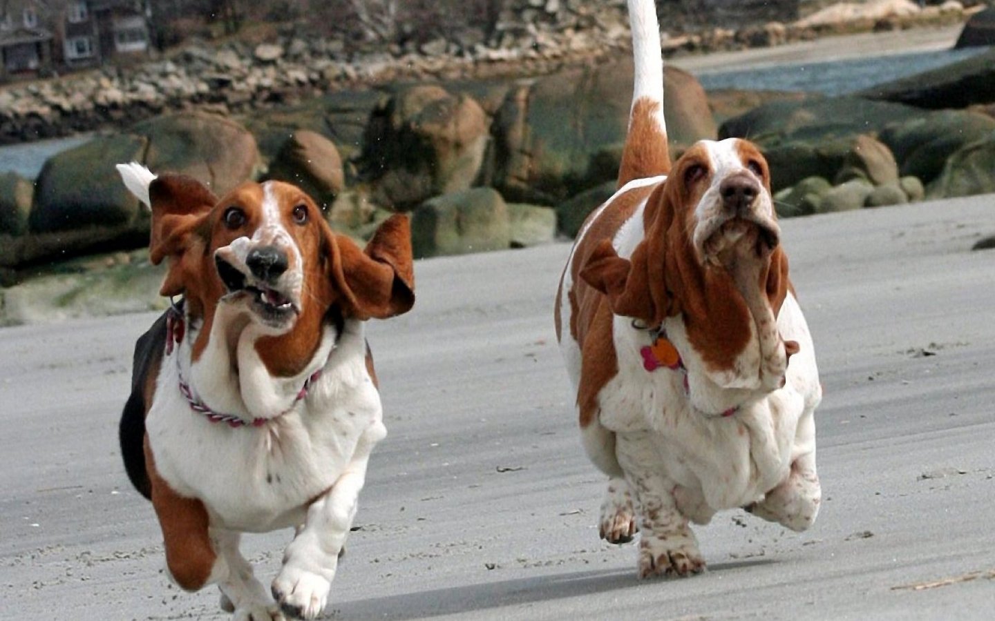 basset-hound-lovely-face_92937-1440x900.jpg