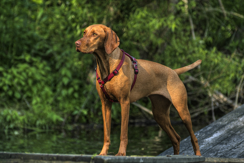 Vizsla_standing_Rosie_harness.jpg