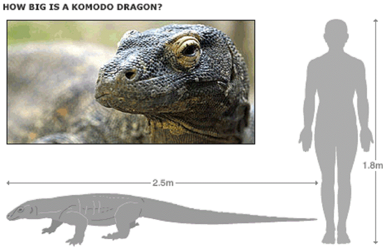 Комодский варан размеры. Варан дракон с острова Комодо размер. Варан остров камода размер. Вараны острова Комодо Размеры. Комодо драгон и человек.