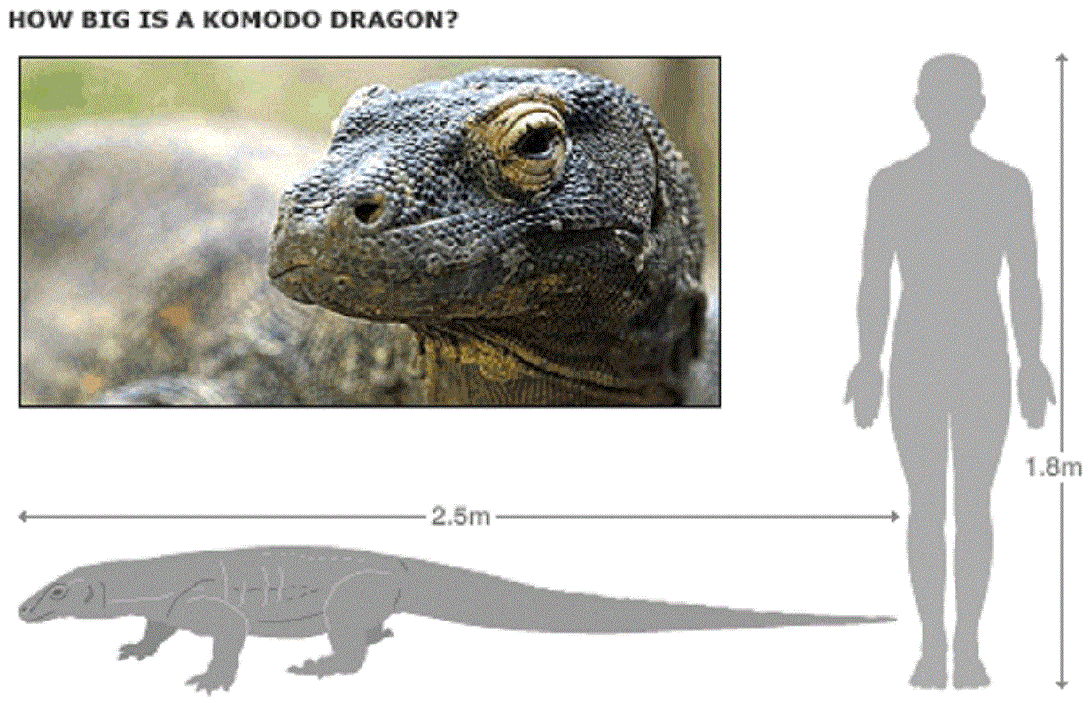 Варан остров камода размер. Комодский Варан размер с человеком. Вараны острова Комодо Размеры. Комодо драгон и человек.