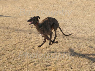 greyhound-running.jpg