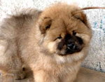 Chow Chow