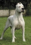 Dog argentyński