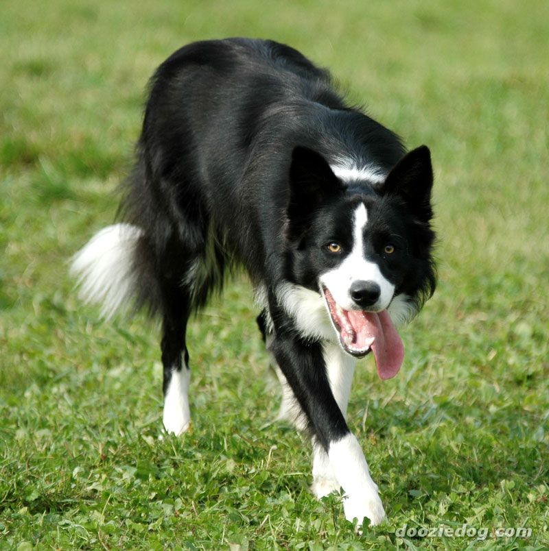 Border-Collie-8.jpg