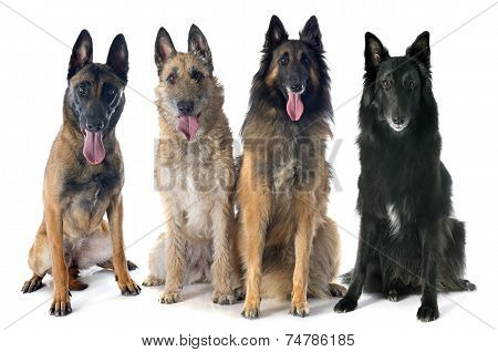 Belgian Shepherds