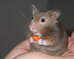 250px-Hamster_in_hand-cropped.jpg