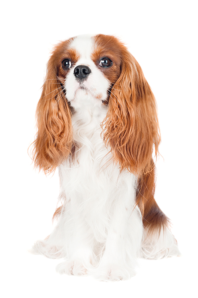 Cavalier king charles spaniel