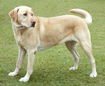 Labrador Biszkoptowy