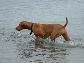 Vizsla.jpg