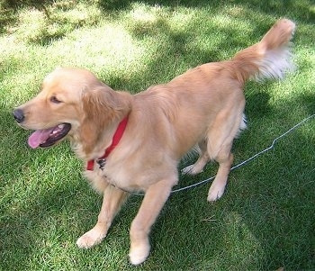 GoldenRetrieverJackDSCN1908.JPG