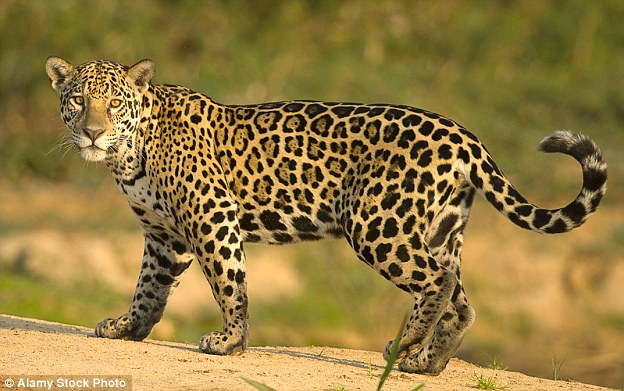 Jaguar