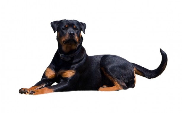 Rottweiler 