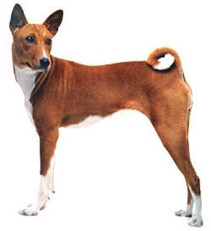 basenji.jpg