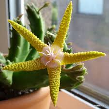 Stapelia flavopurpurea.