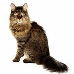 Maine Coon