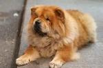 Chow chow