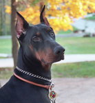 Doberman