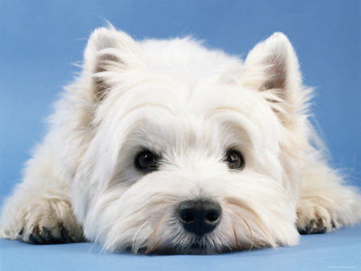 Ile kosztuje pies rasy West Highland White Terrier w hodowli ? -  Zapytaj.onet.pl -