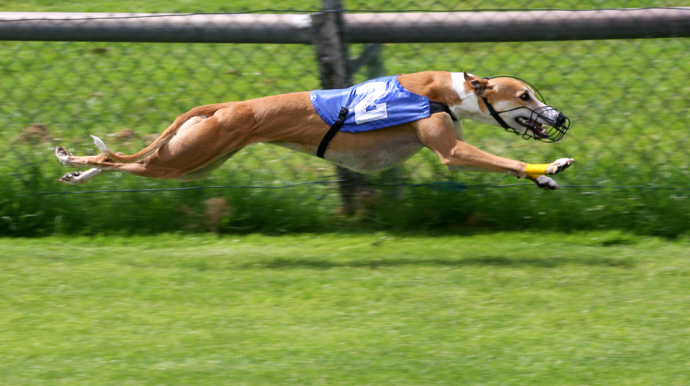 Greyhound_Racing_2_amk.jpg