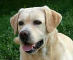 labrador 