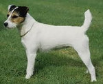 Parson jack russell terrier 