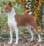 Basenji