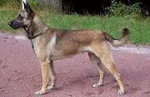 malinois