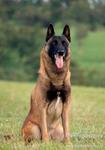 Malinois