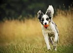 border collie