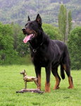 Owczarek Francuski Beauceron