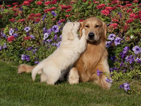 lynn-m-stone-golden-retriever-pup-with-adult.jpg