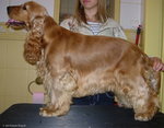 cocker spaniel angielski