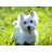 I ♥ my Westie