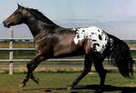 appaloosa