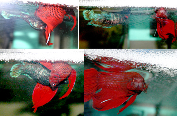 Betta_splen_accopp.jpg