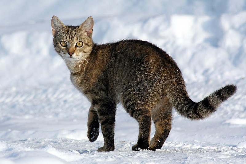 800px-Felis_catus-cat_on_snow.jpg