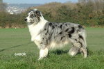 Blue Merle