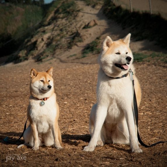 akita czy shiba