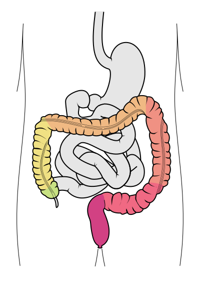 400px-Tractus_intestinalis_intestinum_crassum.svg.png