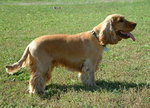 cocker spaniel angielski 