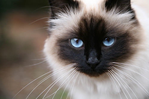Koty której rasy są według ciebie najpiękniejsze ? - Zapytaj.onet.pl -